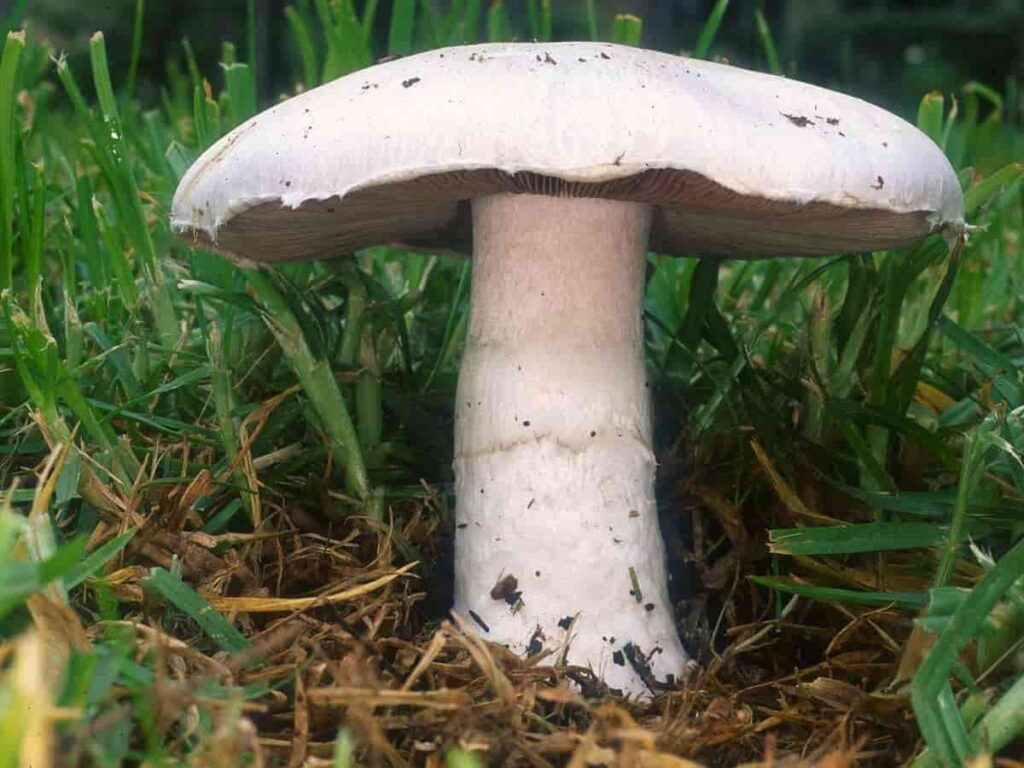 Agaricus campestris white mushrooms in yard