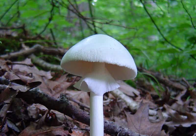 Amanita bisporigera white mushrooms in yard