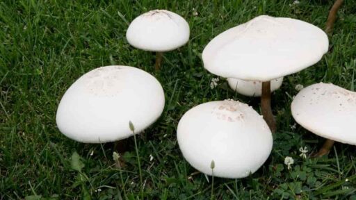 image of a big white mushroom in yard