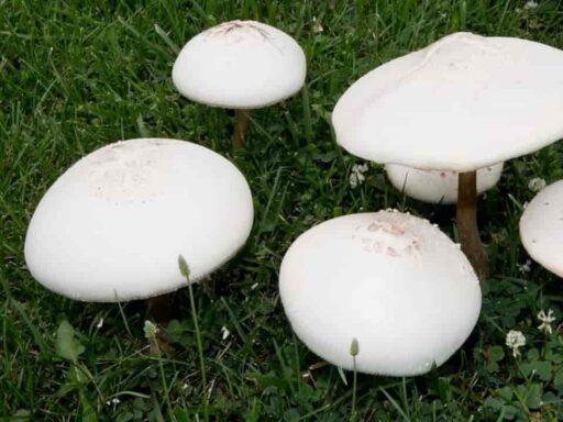 image of a big white mushroom in yard