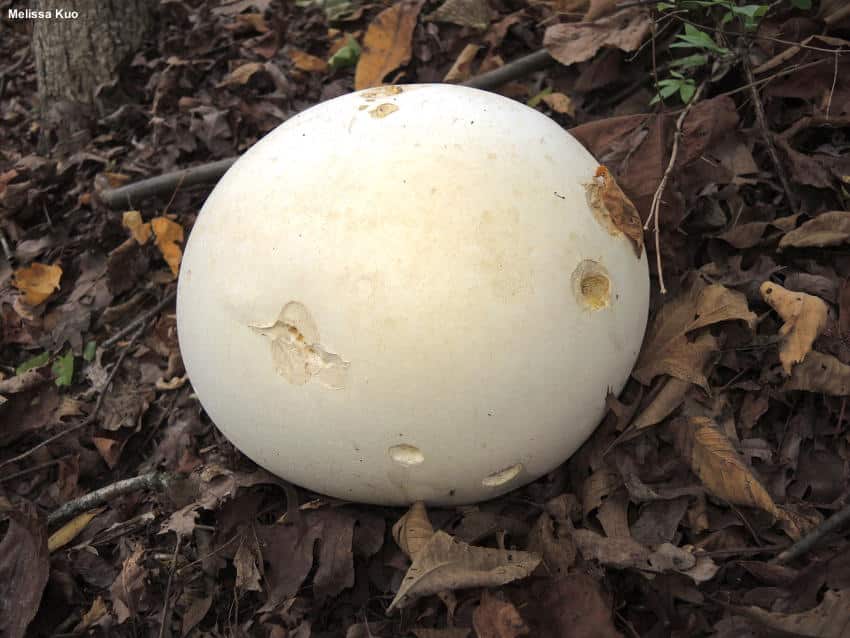 Calvatia gigantea white mushrooms in yard