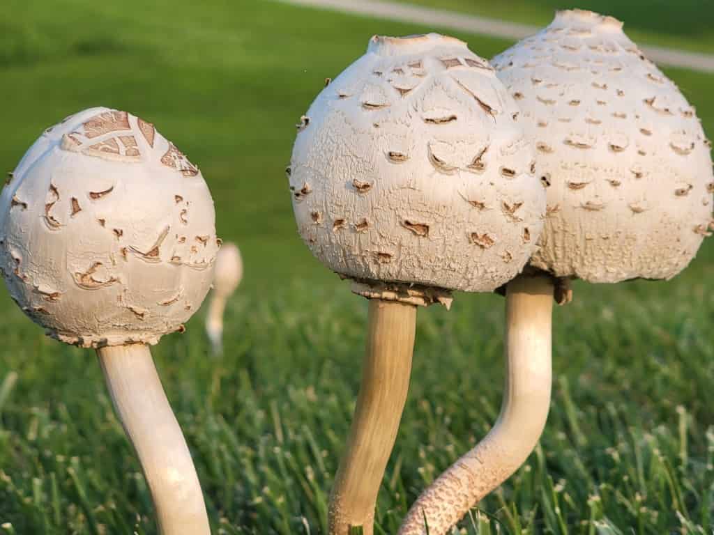 Chlorophyllum molybdites white mushrooms in yard