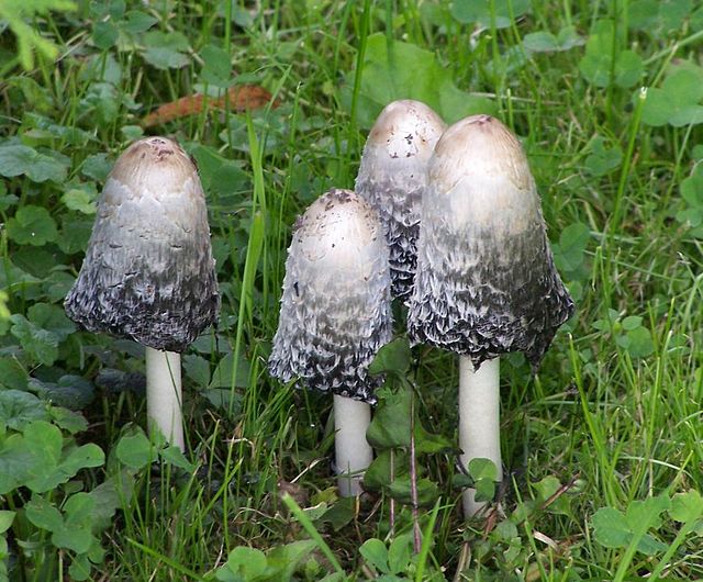 Coprinus comatus white mushrooms in yard