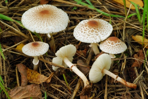 Lepiota spp. white mushrooms in yard