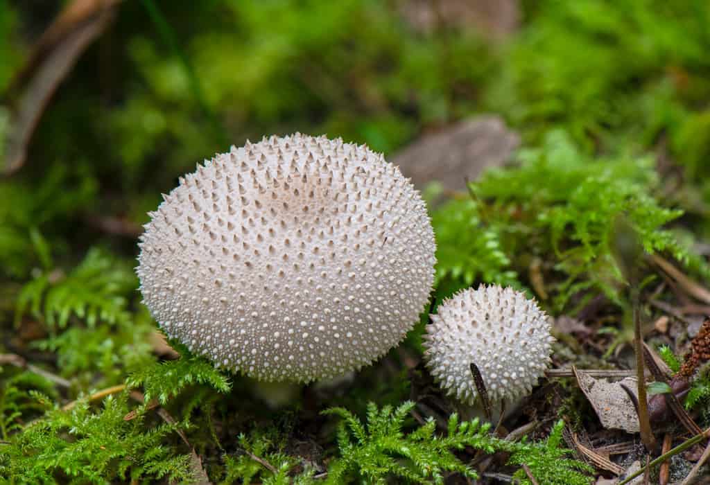 Lycoperdon spp. white mushrooms in yard