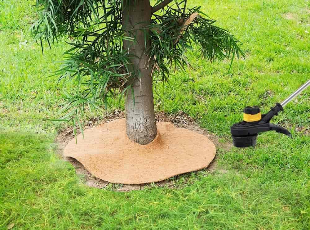 mulch tree ring