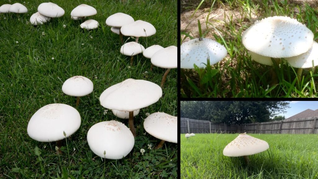 collage image showing big white mushrooms in yard