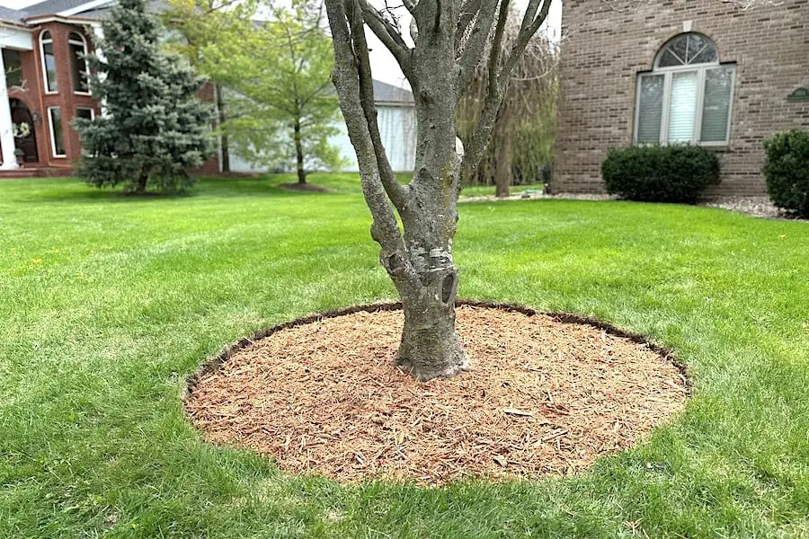 Wood Chip Rings