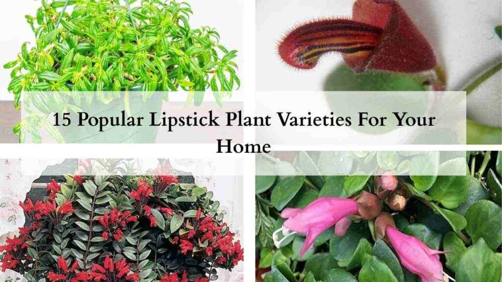 15 Popular Lipstick Plant Varieties For Your Home