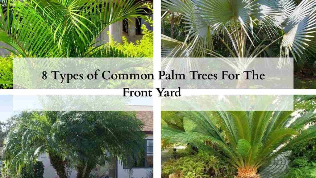 8 Types of Common Palm Trees For The Front Yard