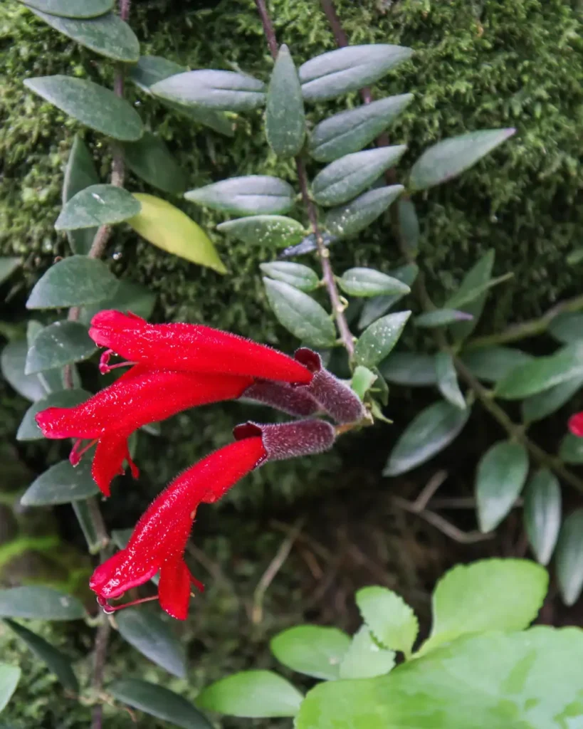 Aeschynanthus radicans 'Krakau'