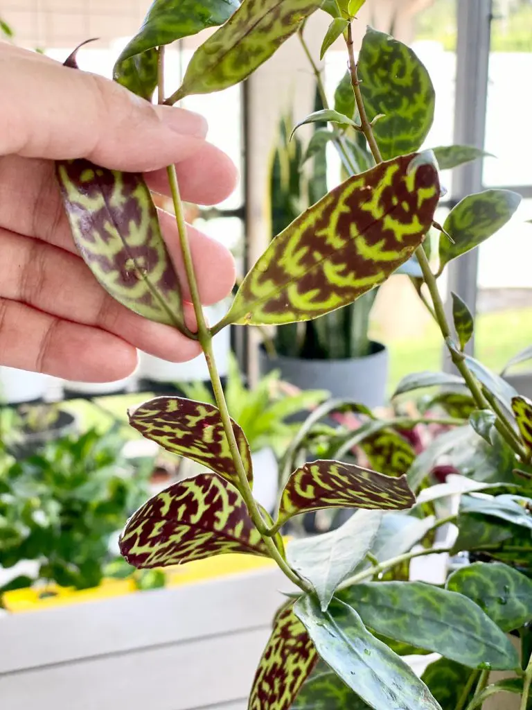 Black Pagoda Lipstick Vine Plant 