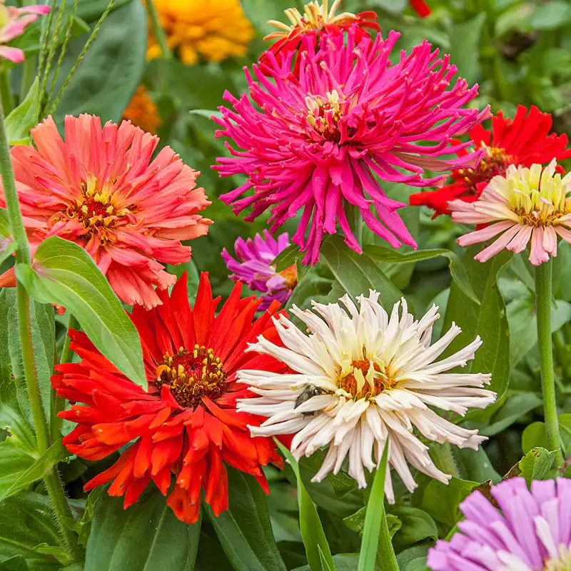 Cactus-Flowered Zinnias
