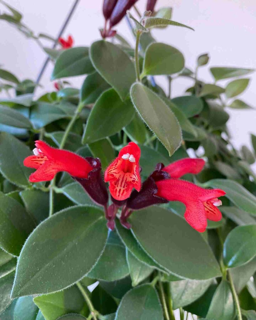 Cassiopia Lipstick Plant