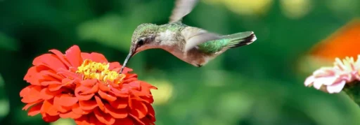 Do Zinnias Attract Hummingbirds Featured Image