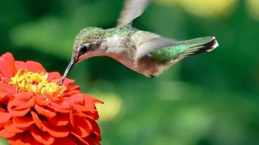 Do Zinnias Attract Hummingbirds Featured Image