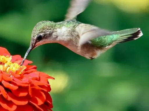 Do Zinnias Attract Hummingbirds Featured Image