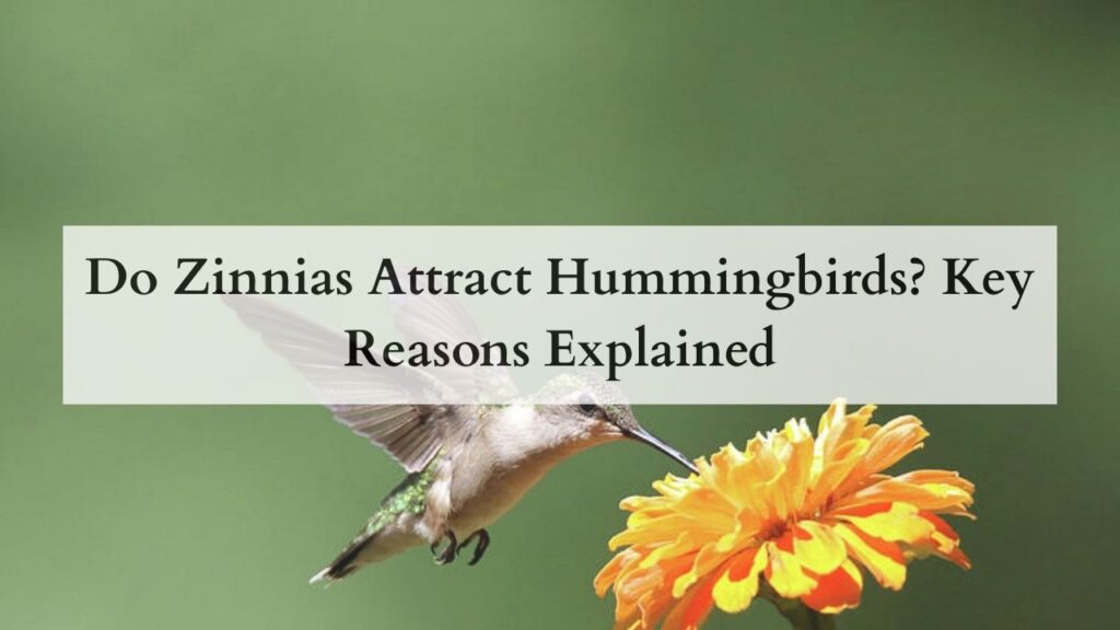 Do Zinnias Attract Hummingbirds Key Reasons Explained
