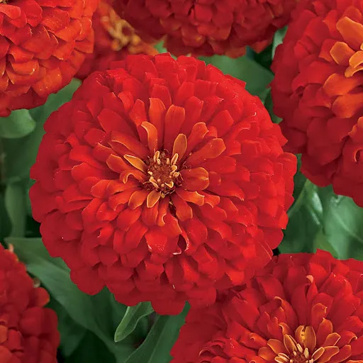 Dreamland Hybrid Red Zinnia