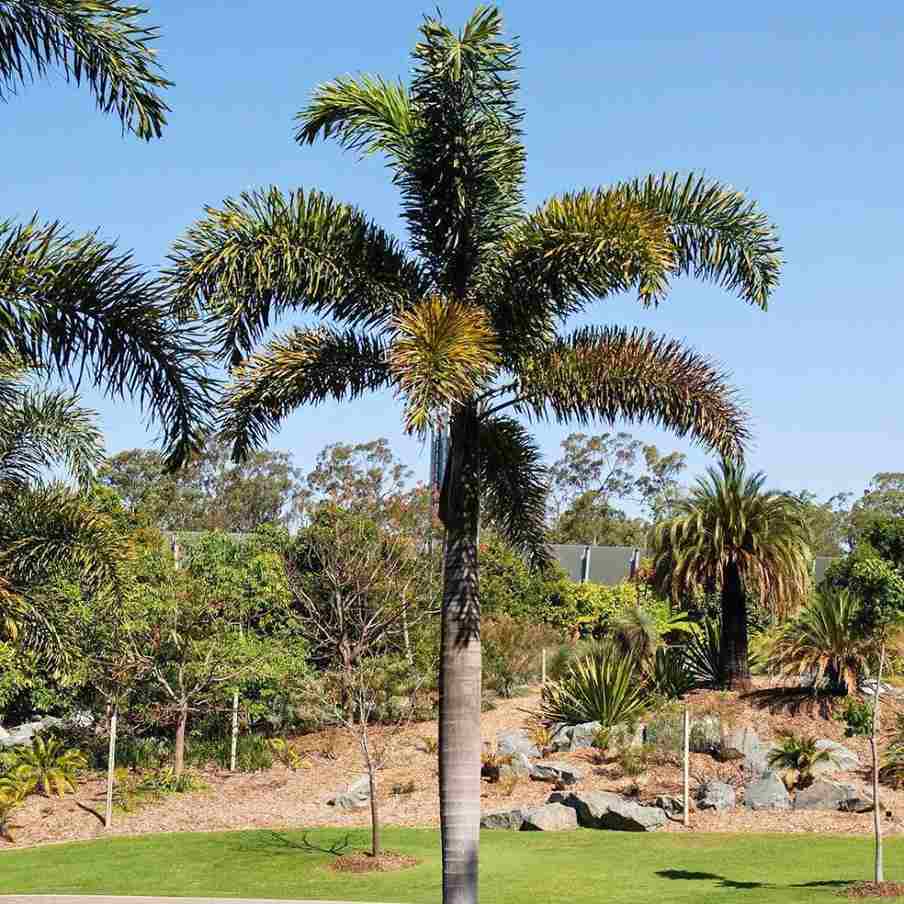 Foxtail palm