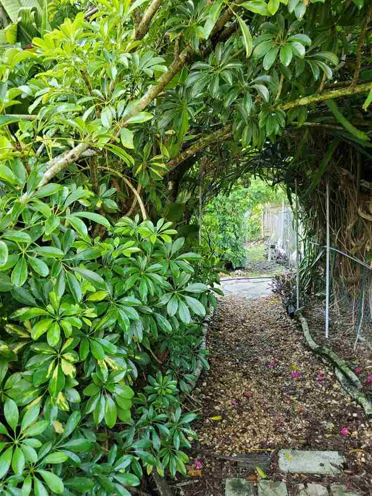 An Image of Green Tunnel