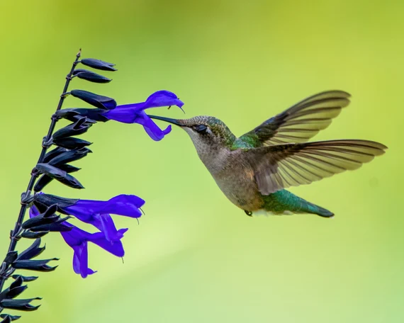 Hummingbird sucking nectar from a native plant