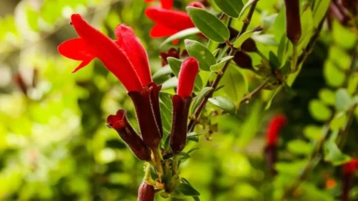Lipstick Plant Varieties Featured Image