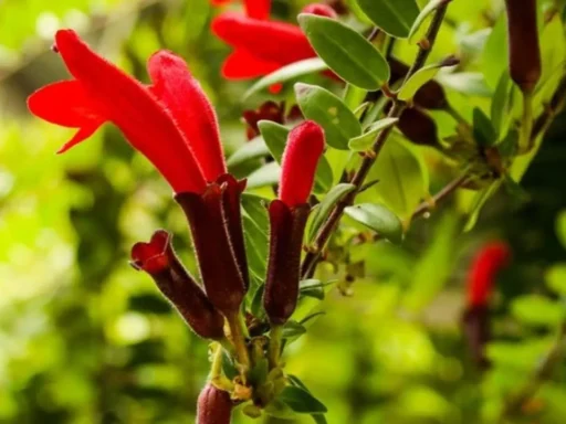 Lipstick Plant Varieties Featured Image