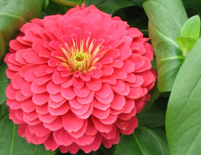 Magellan Coral Zinnia