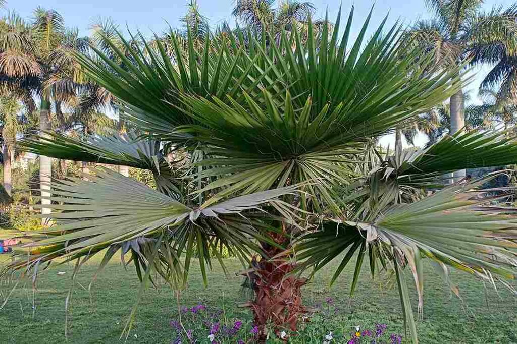 Mexican Fan Palm