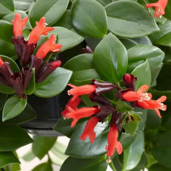Mona Lisa Lipstick Plant