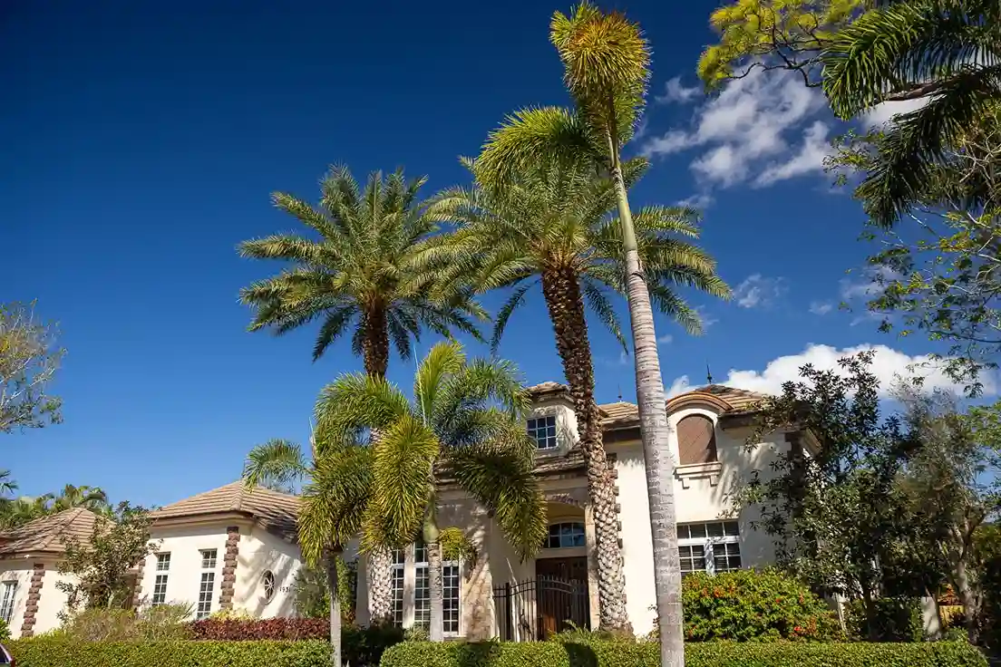 Palm Tree Front Yard Ideas Featured Image