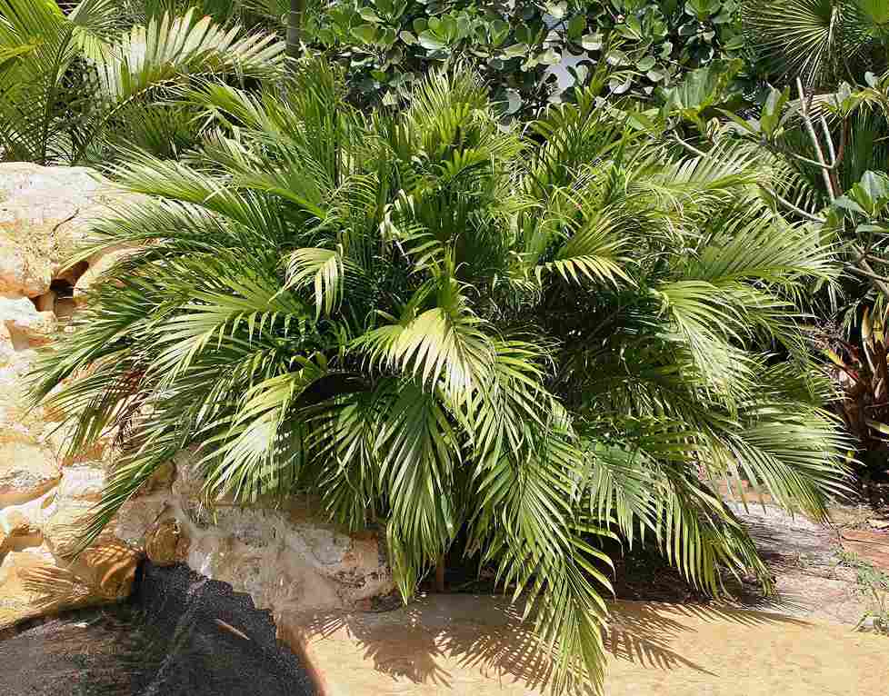 Parlor Palm