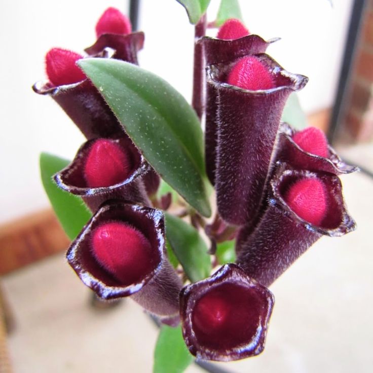 Purple Star Lipstick Plant