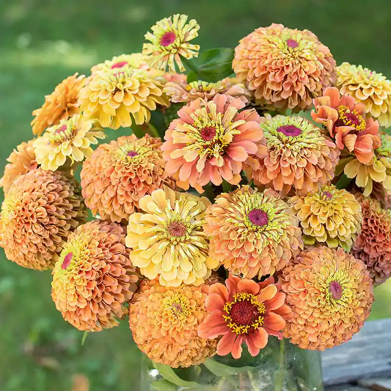 Queeny Lime Orange Zinnia