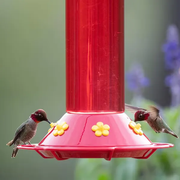 Red Feeder