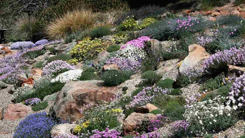 Rockery Garden 