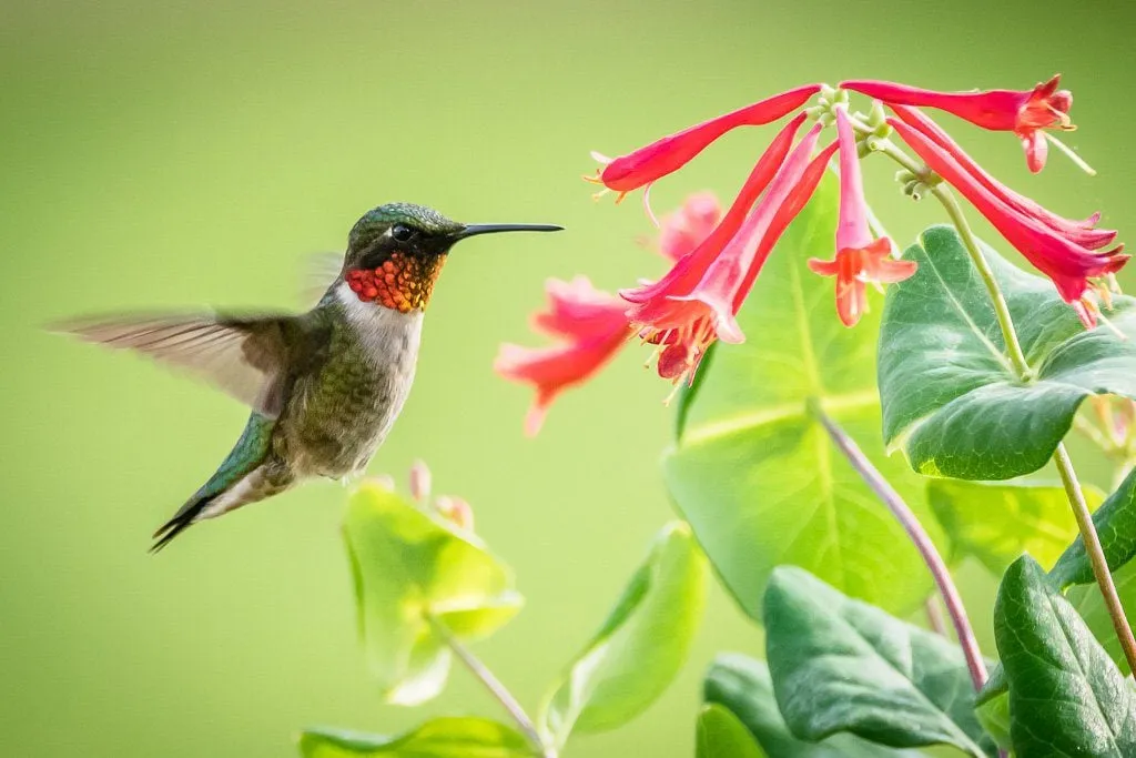 Simple Tips to Attract More Hummingbirds