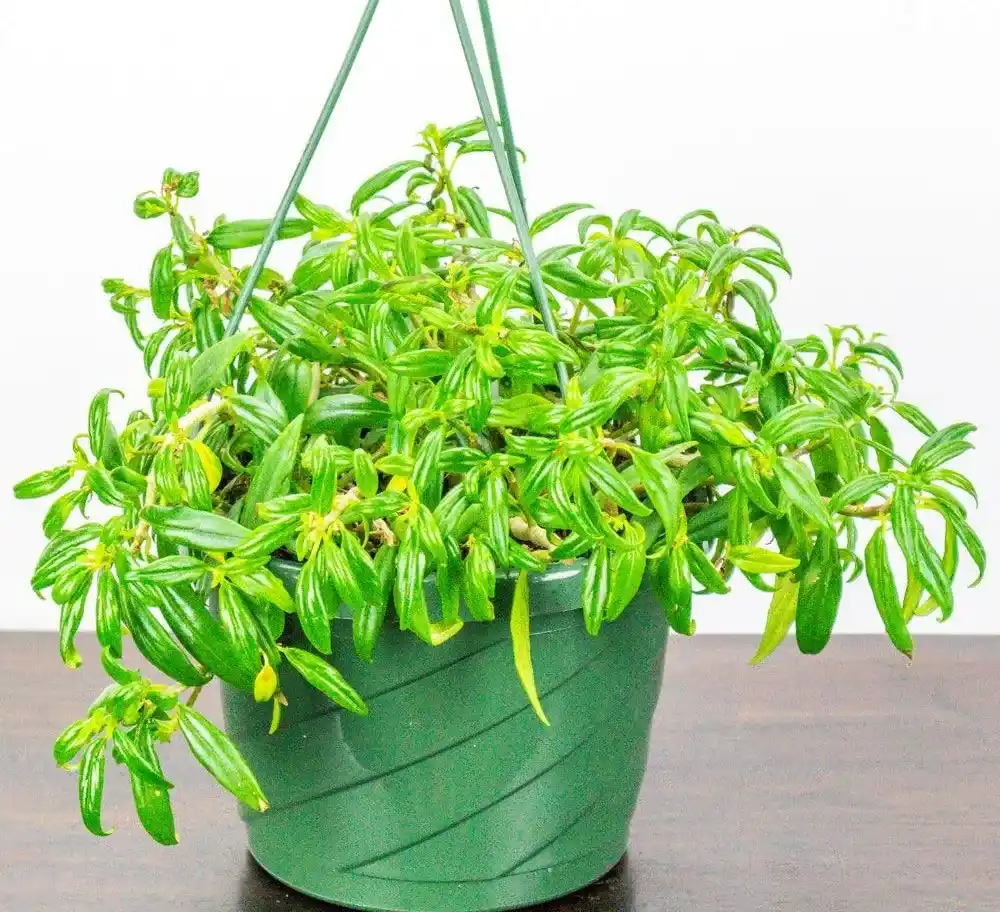 Tangerine Lipstick Plant