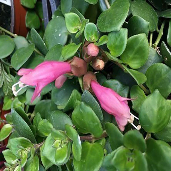 Thai Pink Lipstick Plant