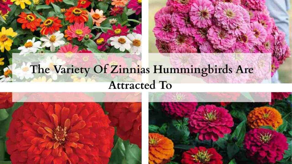 The Variety Of Zinnias Hummingbirds Are Attracted To