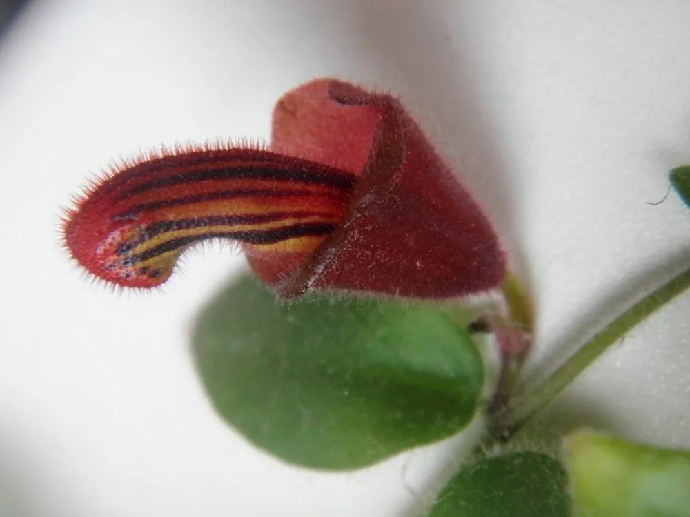 Tiger Stripe Lipstick Plant
