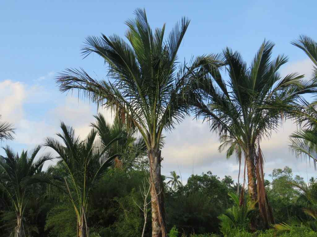 True Sago palm