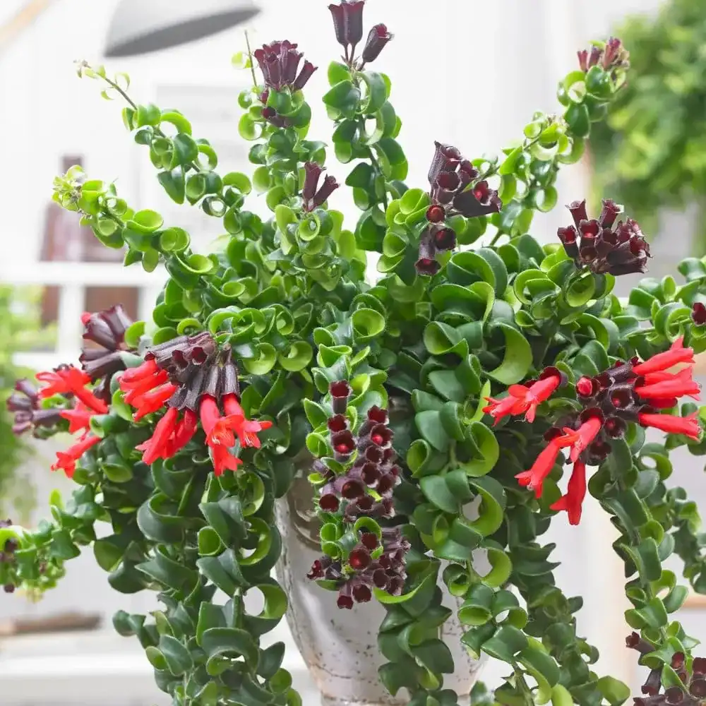 Twister Lipstick Plant