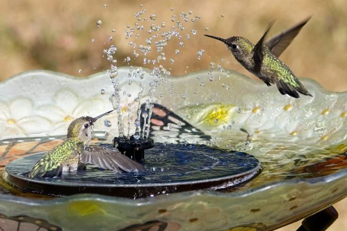 An Image showing  a mister (waterbaths) for hummingbirds