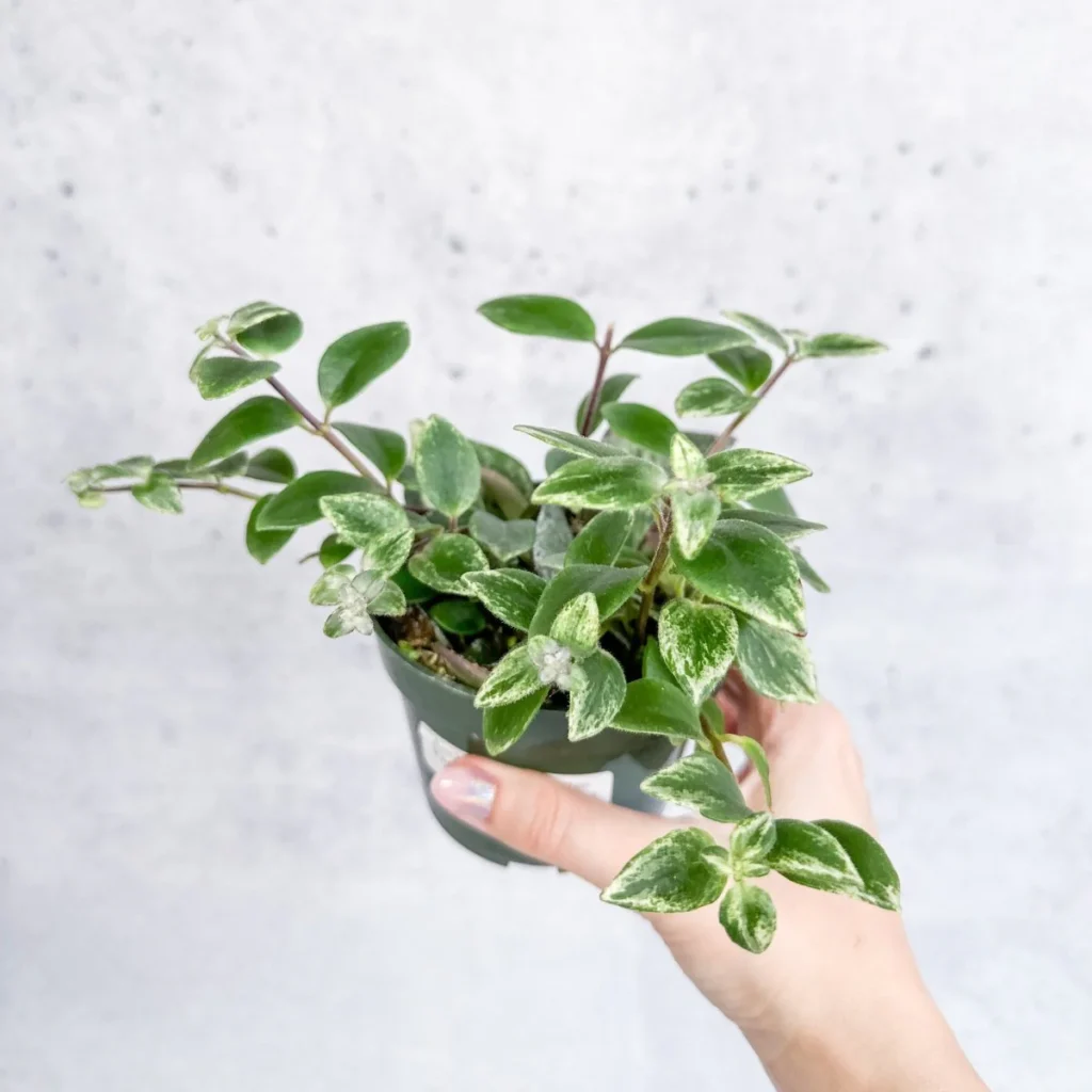 Variegated Lipstick Plant 