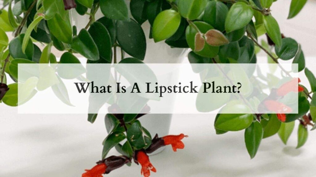 What Is A Lipstick Plant