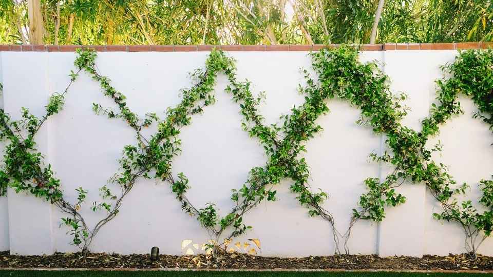 DIY The Diamond Jasmine Trellis Wall Grid