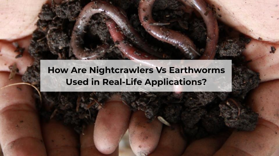 How Are Nightcrawlers Vs Earthworms Used in Real-Life Applications?