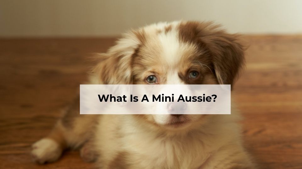 What Is A Mini Aussie?